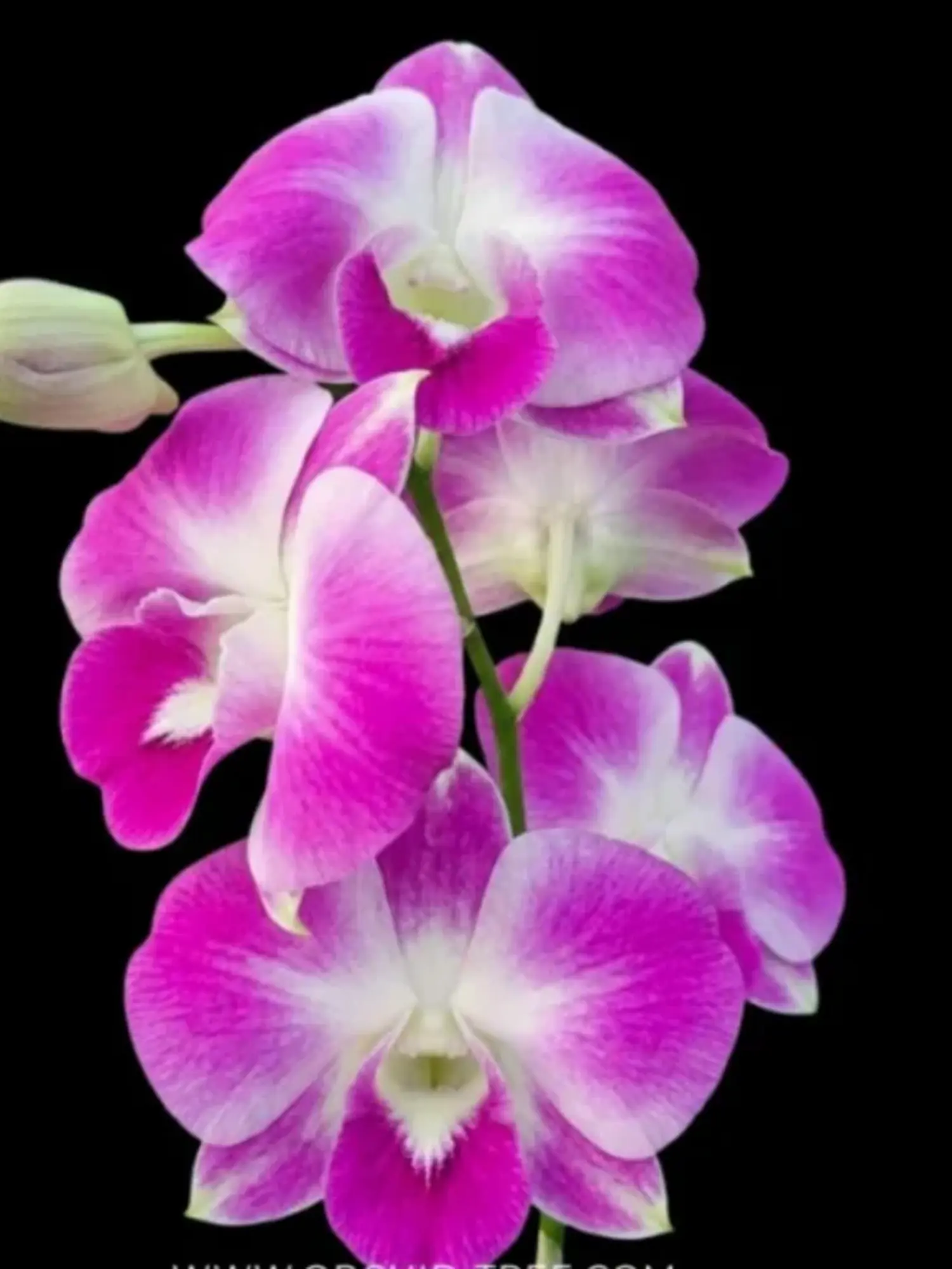 Dendrobium Pink # 64