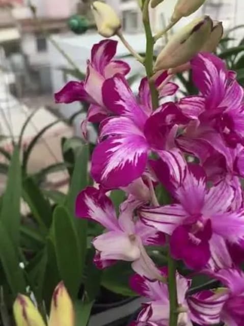 Dendrobium Red Pink Splash / Pompador Splash