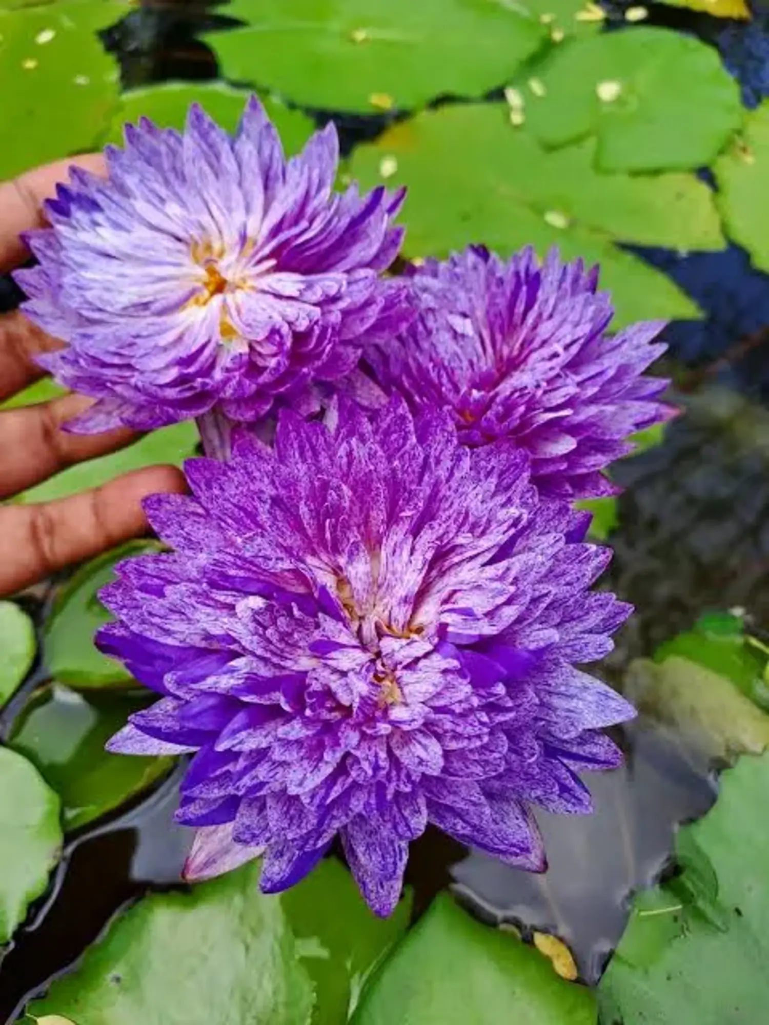 Tropical Waterlilly Muttah 2