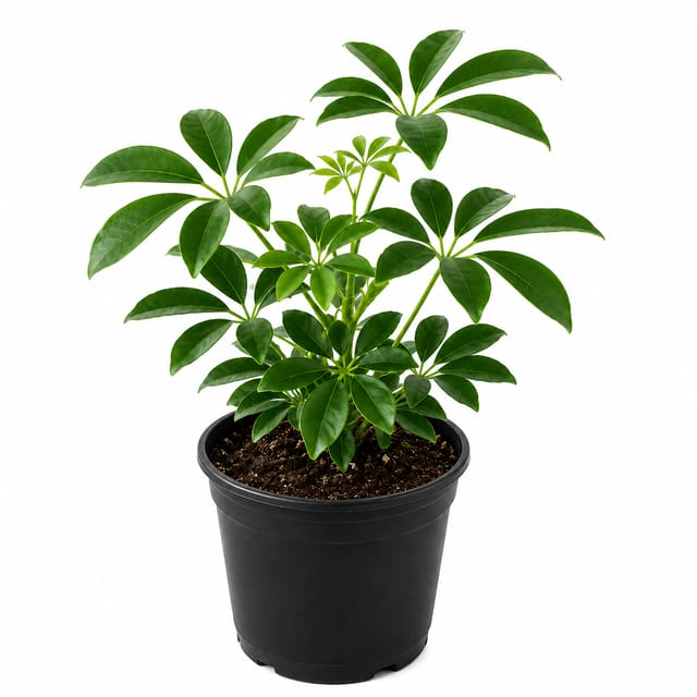Phulwari Green Schefflera (Umbrella Plant) plant height 30 cm