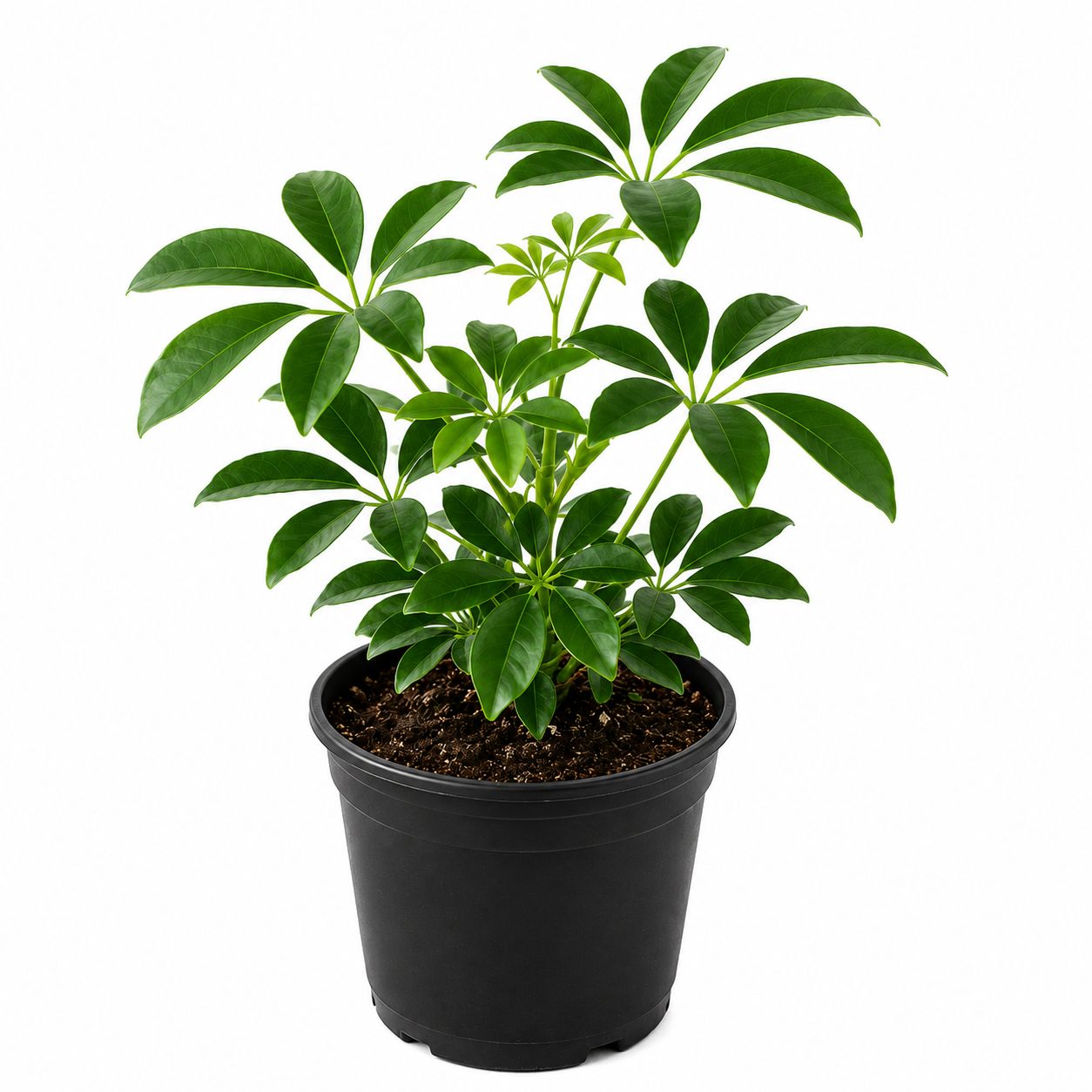 Phulwari Green Schefflera (Umbrella Plant) plant height 30 cm
