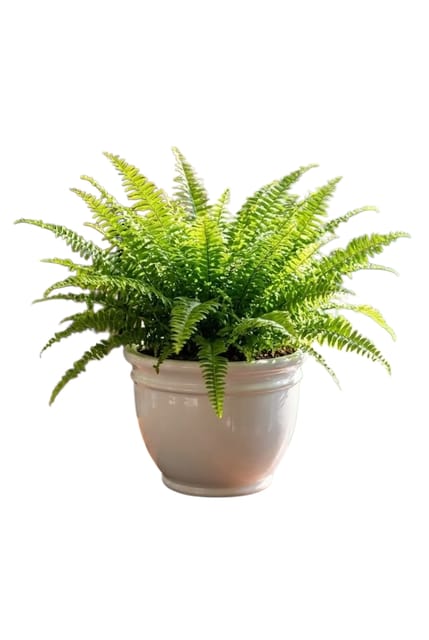 VARIEGATED BOSTON FERN INDOOR, PACK OF 01 PLANT VARIEGATED BOSTON FERN INDOOR, PACK OF 01 PLANT