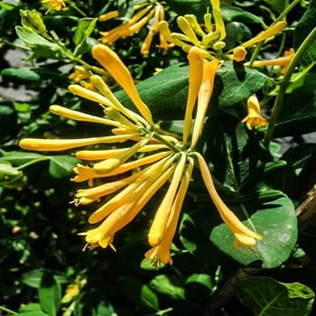 Hybrid Honeysuckle Hasnuhana Flower Plant Fragrant Climbing Vine Outdoor Garden