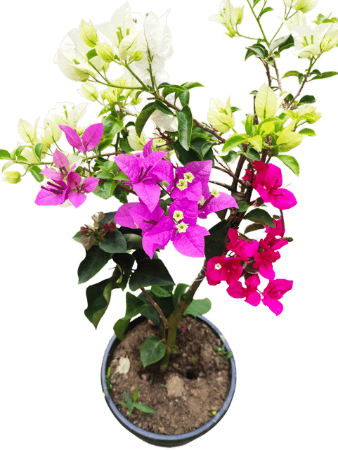 Multigrafted Bougainvillea Plant (5 Colours in One Plant)