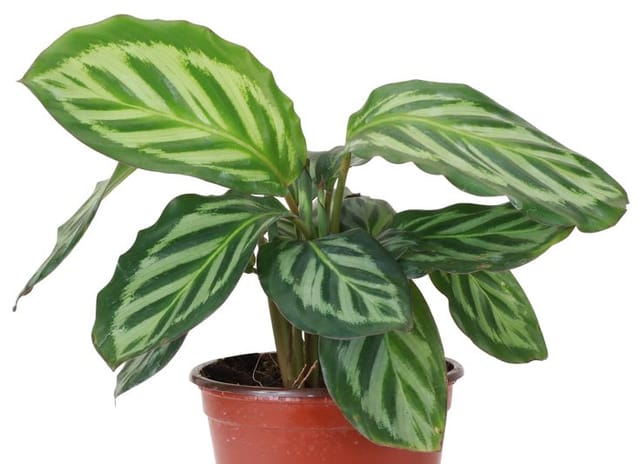 Calathea Leopardina Indoor Plant | Prayer Plant pack of 01