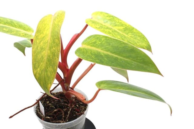 Philodendron Painted Lady Indoor Plant (pack of 01) Philodendron Painted Lady Indoor Plant (pack of 01)