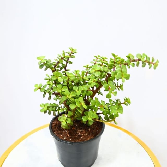 Dwarf Jade Plant Indoor Plant (Pack of 01 With Pot) Dwarf Jade Plant Indoor Plant (Pack of 01 With Pot)