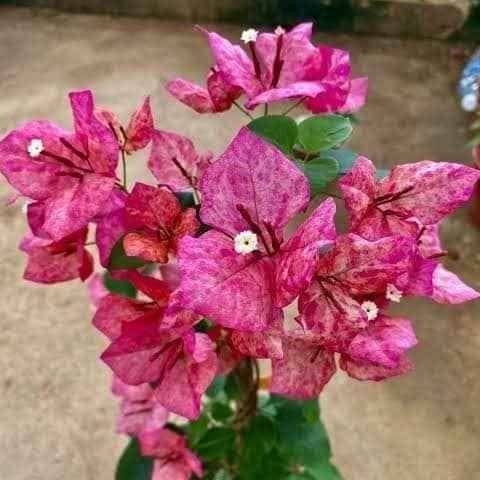 Bougainvillea Arjuna  Plant (Pack of 1) |