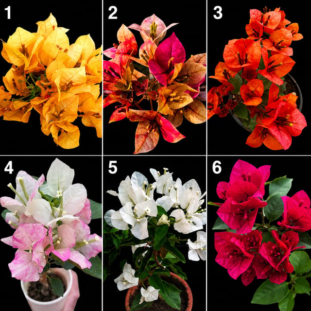 Bougainvillea combo for 6 different colors