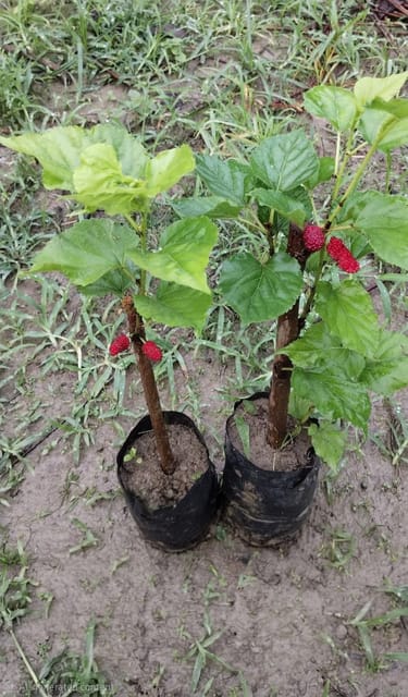 Indian Mulberry Fruit Sapling In Grow Bag
