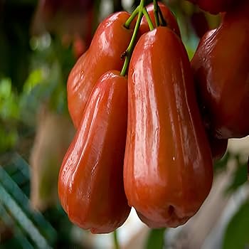 King Kong Red Wax Apple Fruiting Live Plant