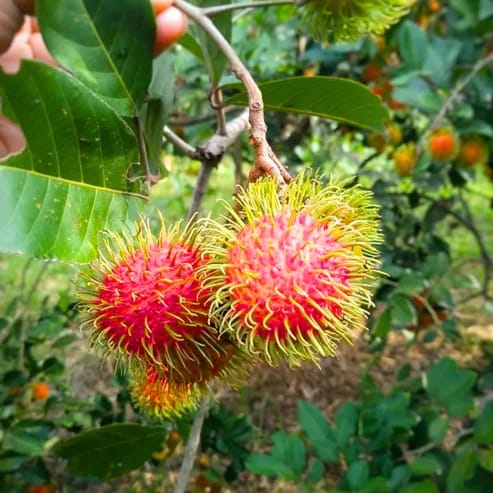 Rambutan N18 Fruiting Live Plant