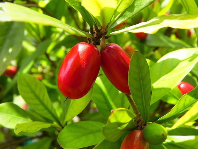 Karonda Miracle Fruit Live Plant For Home Garden