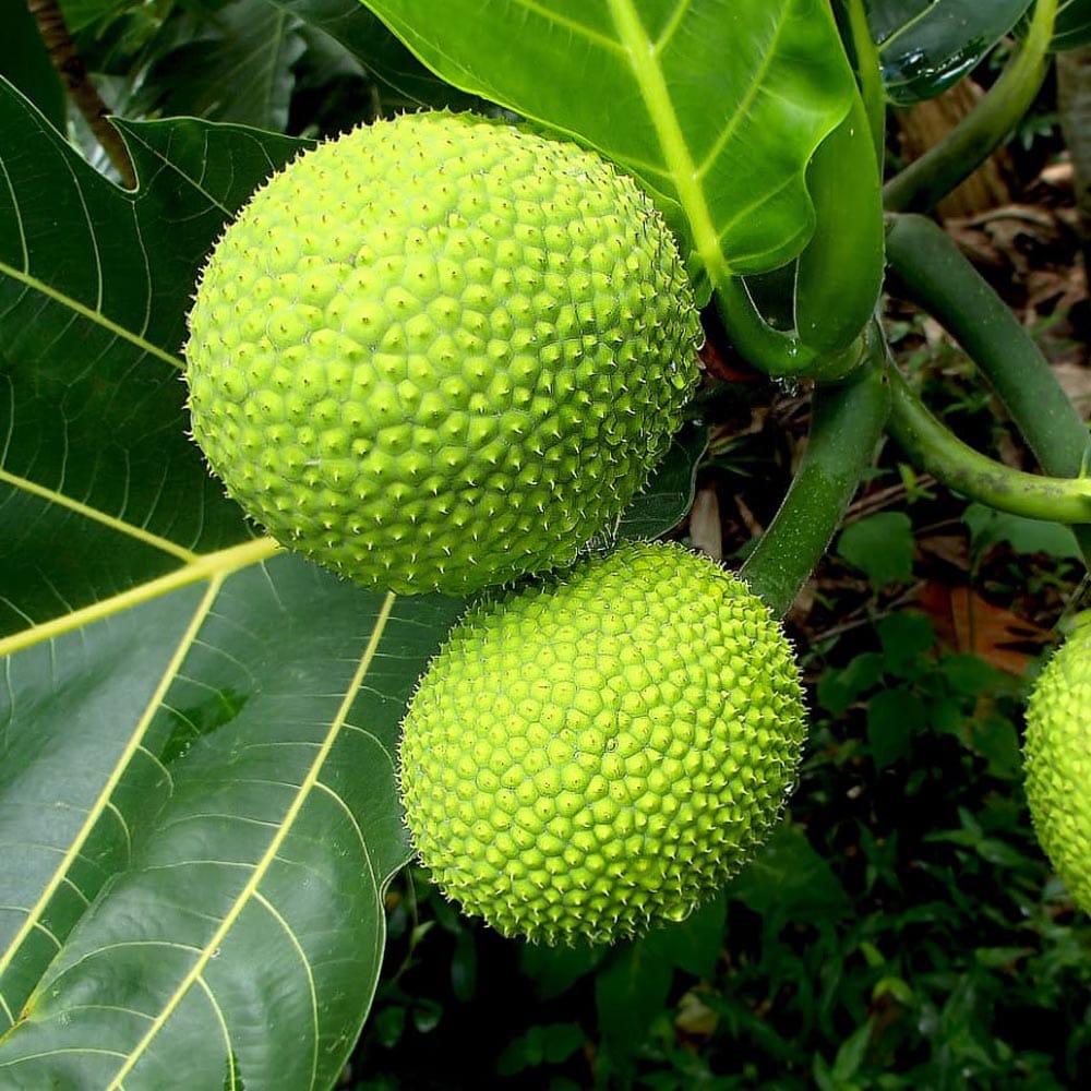 Breadfruit Fruiting Live Plant