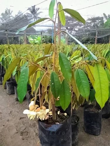 Durian Fruit Plant Sapling In Nursery Grow Bag