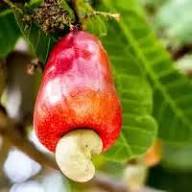 Cashew Fruiting Live Plant