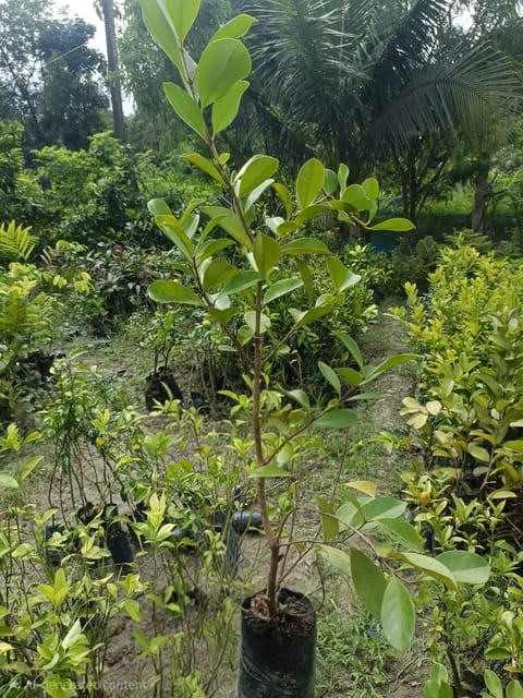 Red Strawberry Guava Live Plant In Nursery Grow Bag