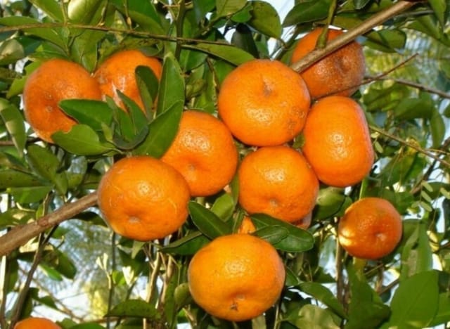 Sweet Mandarin Orange Grafted Fruit Bearing Live Plant