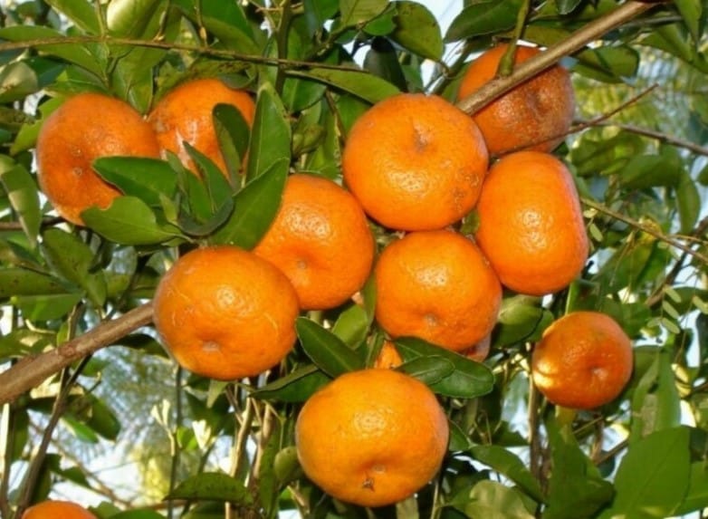 Sweet Mandarin Orange Grafted Fruit Bearing Live Plant
