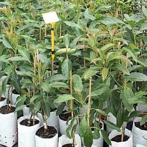 Avocado Fruiting Live Plant