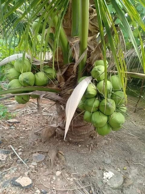 Gangabardhan Coconut Palm Live Plant In Grow Bag