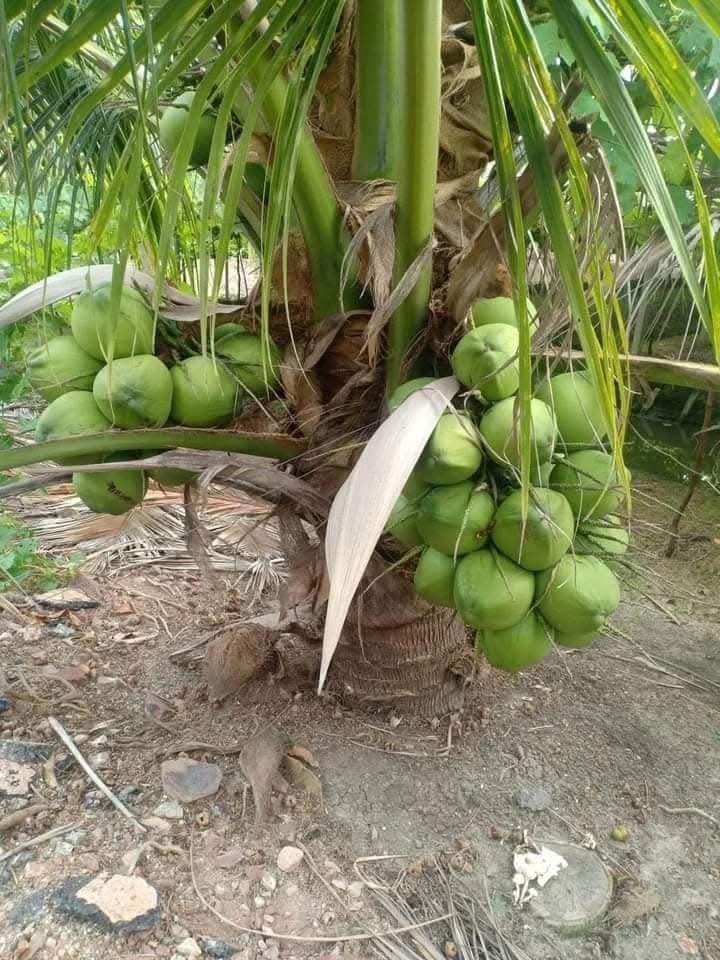 Gangabardhan Coconut Palm Live Plant In Grow Bag
