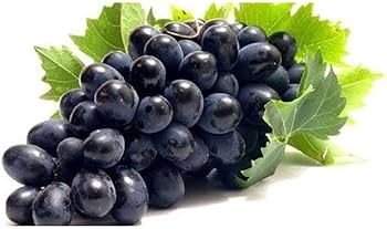 Black Grape Vine Fruiting Live Plant