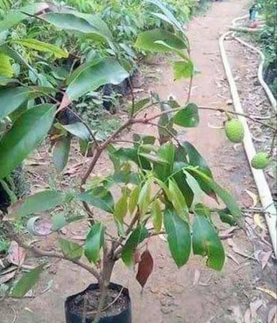 Bombay Lychee Air-Layered Live Fruit Plant Sapling