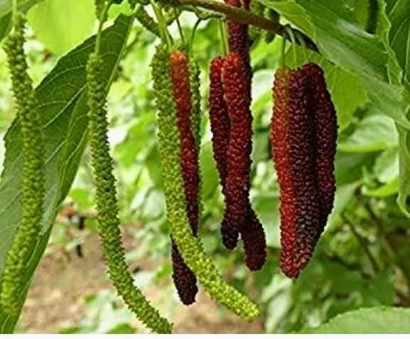 Brazilian Long Mulberry Fruit Plant Sapling
