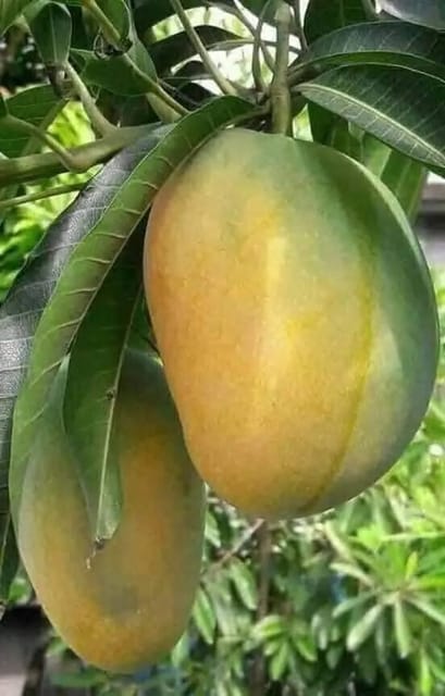 Gourmati Mango Grafted Live Fruit Plant