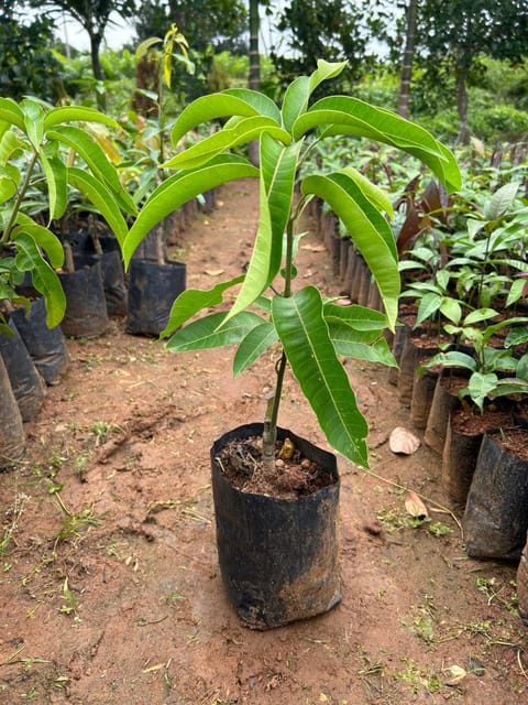 4 Kg Variety Mango Grafted Live Plant In Grow Bag
