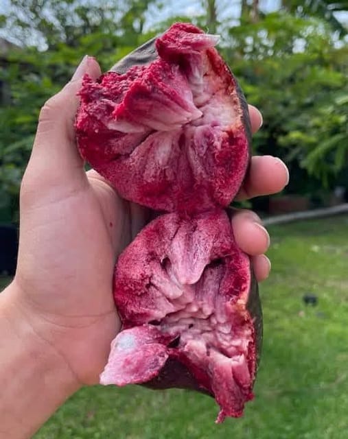 Red Custard Apple Grafted Live Plant Sapling
