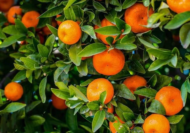 Vutani Orange Grafted Fruit Bearing Live Plant