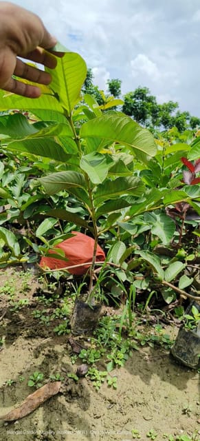 Red King Guava Grafted Live Plant Sapling