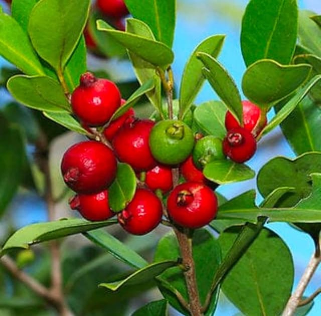 Red Strawberry Guava Fruit Bearing Live Plant