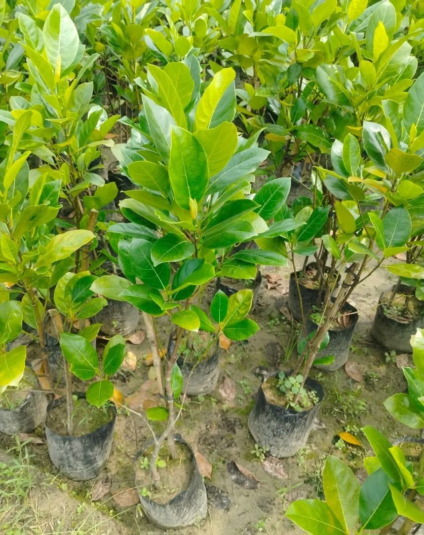 Pink Jackfruit Live Plant Sapling