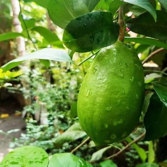 Gandharaj Lemon Grafted Fruit Bearing Live Plant