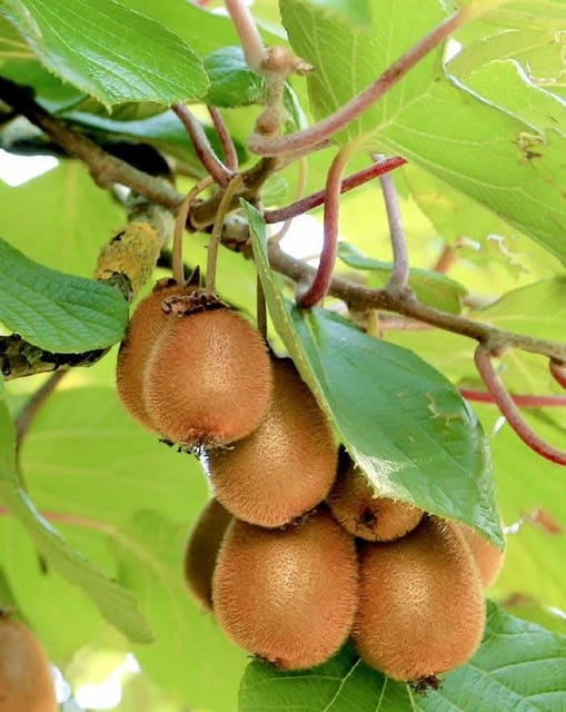 Kiwi Live Fruit-Bearing Plant Sapling