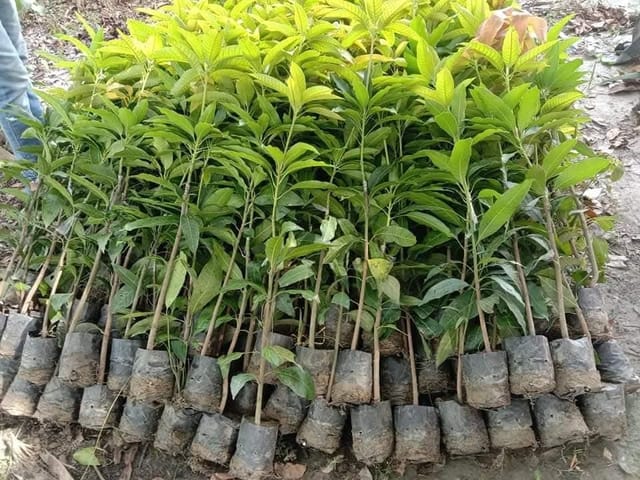Thai Red Banana Mango Grafted Live Plant Sapling
