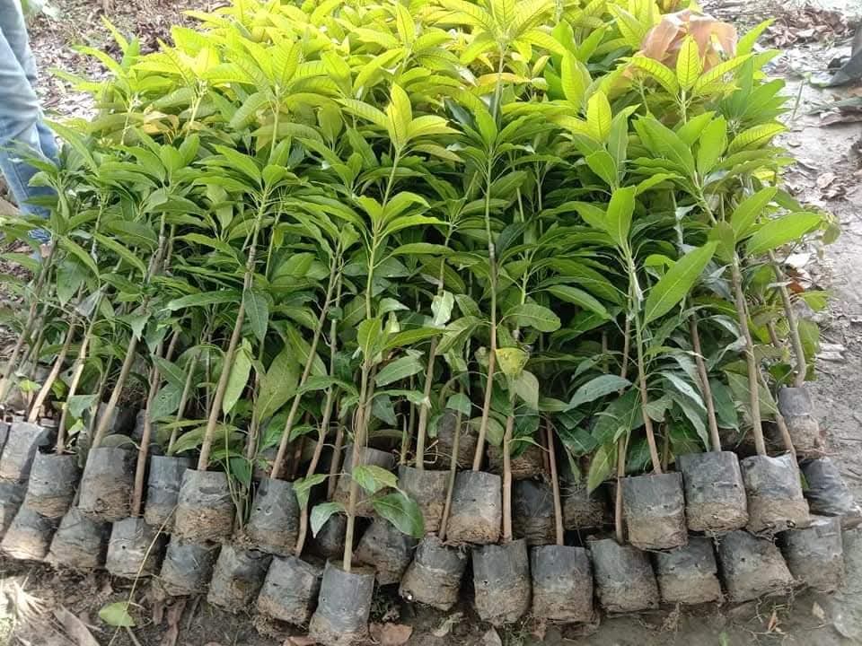 Thai Red Banana Mango Grafted Live Plant Sapling