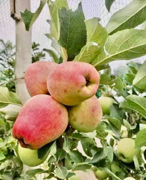 Hrmn 99 Apple Fruit Live Plant Sapling