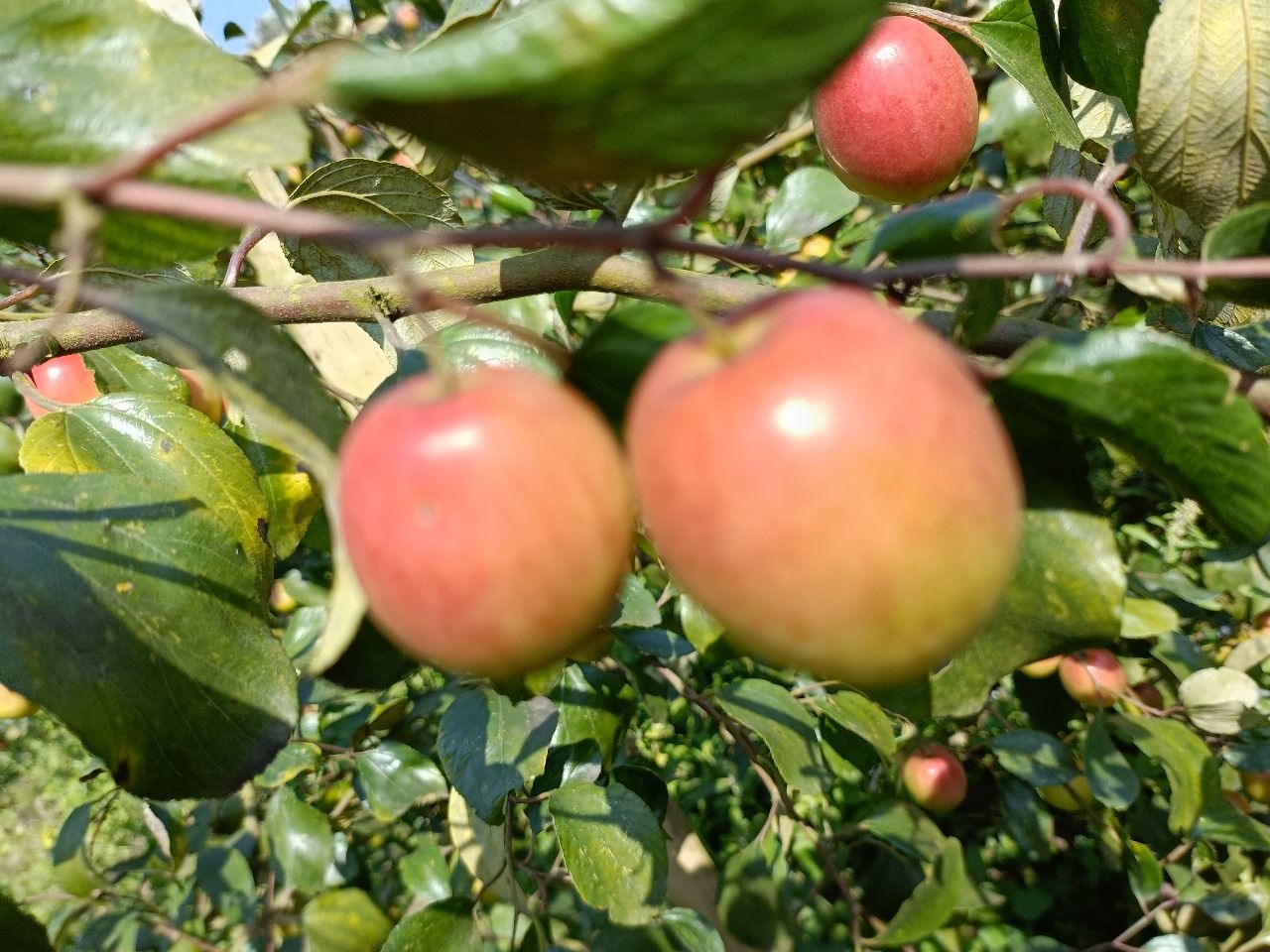 Apple Fruit Live Plant For Home Garden