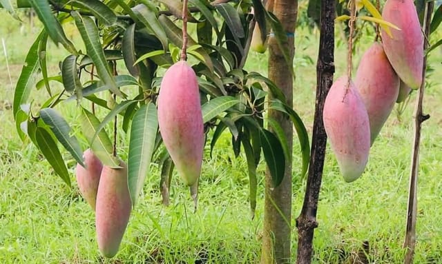Chiang Mai Mango Grafted Live Fruit Plant