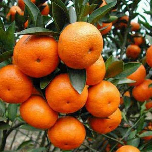 Satsuki Orange Grafted Fruit Bearing Live Plant