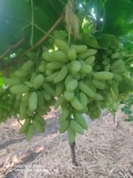 Green Grape Vine Fruiting Live Plant