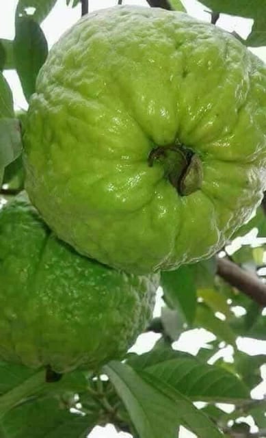 Thai 7 Guava Grafted Live Fruit Plant Thai 7 Guava Grafted Live Fruit Plant