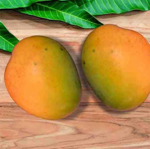 Himsagar Mango Grafted Live Plant For Garden