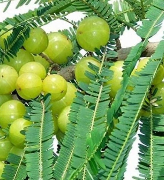 Amla Indian Gooseberry Grafted Live Plant Sapling
