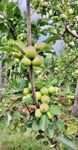 Anna Apple Live Plant Sapling In Nursery Grow Bag