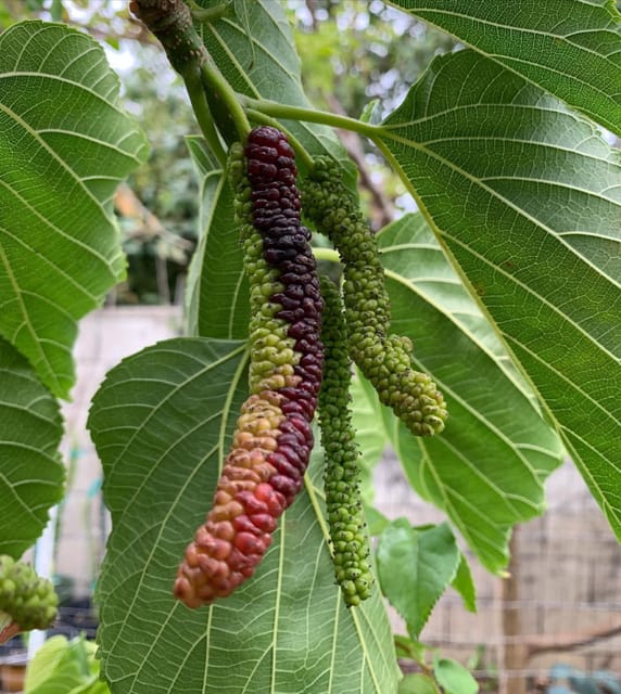 Brazilian Mulberry Fruit Plant Sapling In Polybag